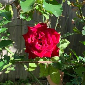 Meet your Posher, Hung hoang